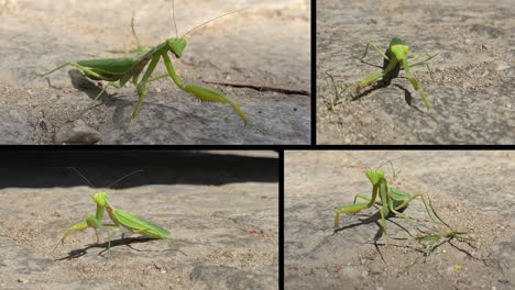 Composition-of-praying-mantis-moving-on-a-pavement-street