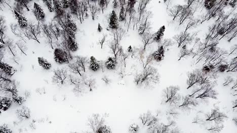 Antena:-Tiro-A-Vista-De-Pájaro-Con-Drones-Rastreando-A-Un-Snowboarder-Entre-Los-árboles-En-Hakkoda,-Japón