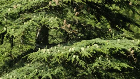 Lush-green-cedar-tree-branch-swaying-in-a-gentle-breeze-in-a-healthy-forest