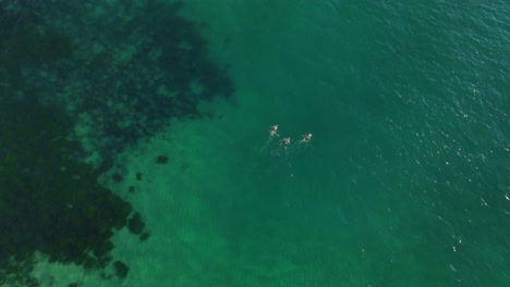 Friends-swimming-in-the-clear-green-waves-of-Bondi-Beach,-Australia---Aerial