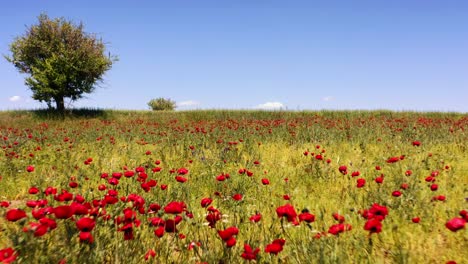 Wild-poppy-field,-beautiful-summer-rural-landscape