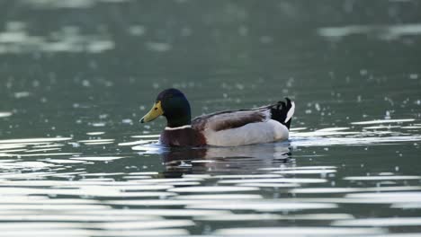 The-mallard-or-wild-duck-swims-in-green-water