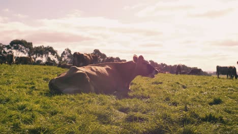 Vaca-Jersey-Masticando-Cud-Descansando-Sobre-Hierba-Verde-Al-Aire-Libre-Durante-El-Día
