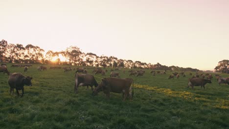 Large-Dairy-Jersey-cattle-herd-roam-wide-meadow-graze-green-pasture-at-early-sunrise