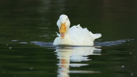 Weiße-Ente,-Die-Im-See-Schwimmt