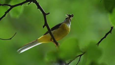 Small-yellow-water-bird-standing-on-branch