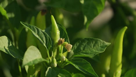 Ripe-pepper-plant-growing-in-homemade-greenhouse-in-4K-VIDEO
