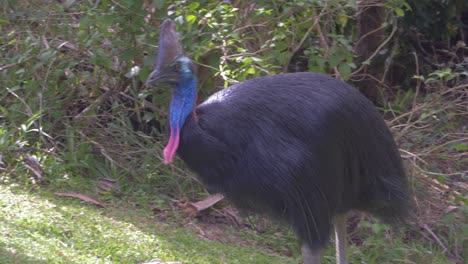 Australian-Cassowary-Foraging-In-The-Forest---Southern-Cassowary-In-Queensland-Australia