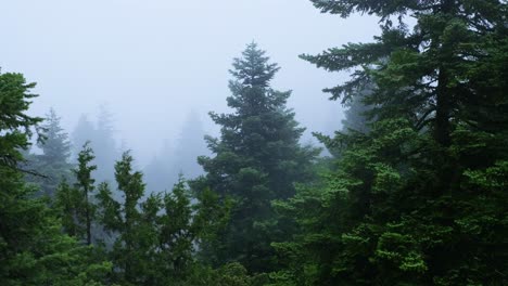 Zedernbäume-Im-Grünen-Wald,-Nebliges-Wetter,-Im-Stierberg