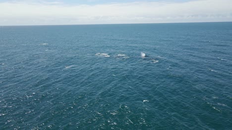 Whale-Watching---Pod-Of-Whales-Swimming-And-Blowing-Water-In-The-Ocean