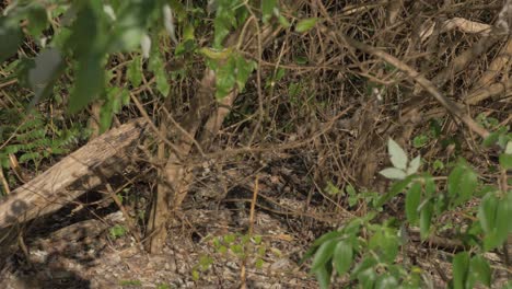 Large-monitor-lizard-crawling-behind-dry-bushes--Close-up