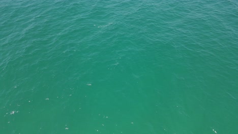 School-Of-Marine-Fish-Swimming-Fast-On-Surface-Of-Blue-Sea-In-The-Summer