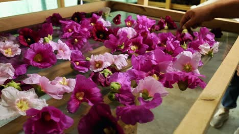 Alcea-rosea,-the-common-hollyhock-drying-process