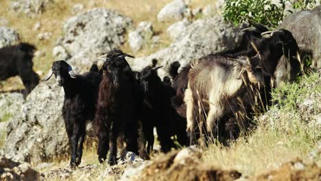 Cabras-Pastando-En-La-Montaña-Rocosa