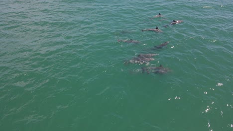 Delfines-Nariz-De-Botella-Nadando-En-La-Superficie-Del-Mar-A-La-Luz-Del-Día-En-Queensland,-Australia
