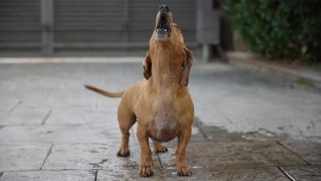 Small-wet-dachshund-sausage-dog-playful-looking-at-camera-barking-slow-motion