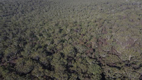 Aerial-Of-Woody-Vegetations-Growing-Near-Brown-Lake-In-North-Stradbroke-Island,-Queensland-Australia