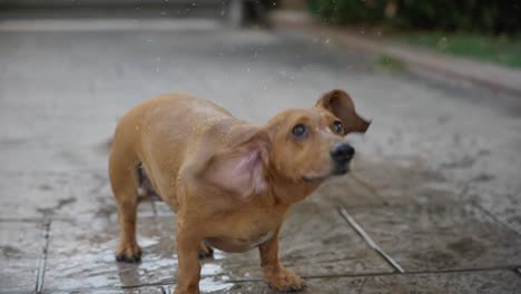 Small-wet-dachshund-sausage-dog-playful-shaking-spray-water-slow-motion-in-garden