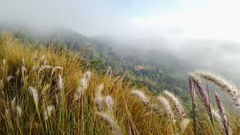 Hierba-Naranja-En-La-Montaña-Soplada-Por-El-Viento-Durante-El-Día-De-Niebla-Brumosa-Con-Nubes-En-El-Monte-Batur-Kintamani-Bali-Sudeste-Asiático