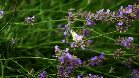 Close-up-view-of-butterfly-flying-over-lavender-flowers-in-field