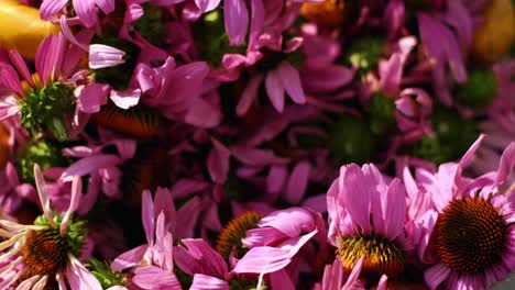 woman-puts-collected-echinacea-flowers-in-bucket