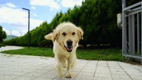 Gelber-Goldener-Retriever-Hund-Im-Garten,-Der-Auf-Die-Kamera-Zukommt