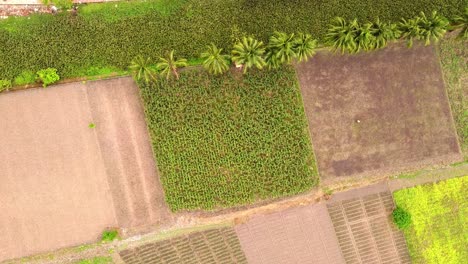 Luftaufnahme-Reisfelder,-Landwirtschaftliche-Flächen-Mit-Gesätem-Grün-Auf-Dem-Land