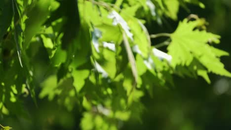 Green-sycamore-leaves-swaying-in-the-gentle-wind