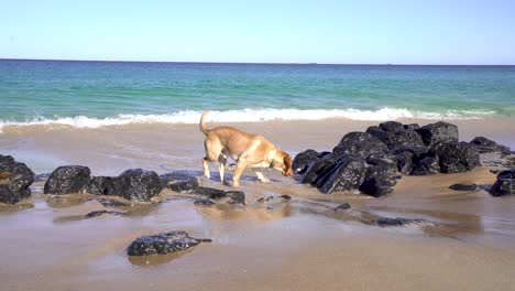 Glücklicher-Spanador-Hund-Spielt-Am-Strand