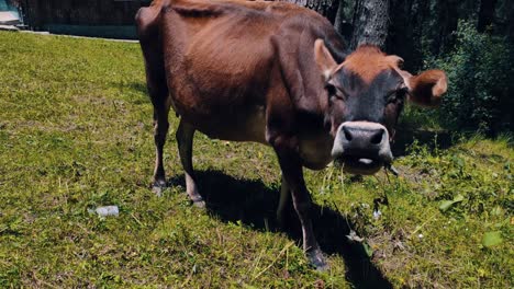 Inländische-Jersey-Rinder-Füttern-An-Einem-Sonnigen-Sommertag-Auf-Der-Weide