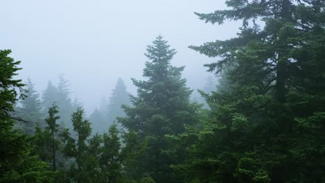 cedrus-trees-inside-green-forest-,foggy-weather-,-in-Taurus-Mountain