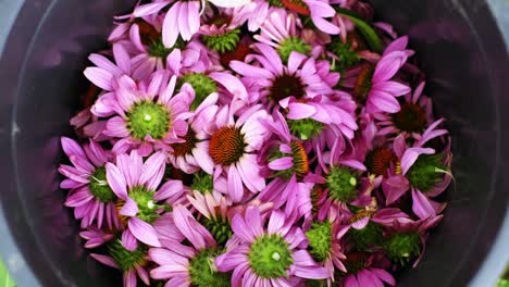 woman-puts-collected-echinacea-flowers-in-bucket