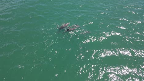 Delfines-Nadando-Y-Buceando-De-Regreso-Al-Fondo-Del-Mar-Azul-En-Un-Día-Soleado