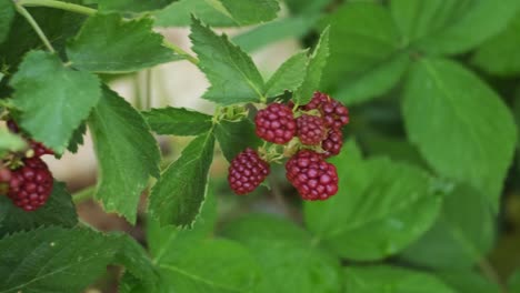 Ripe-raspberries-on-a-bush-in-a-summer-garden