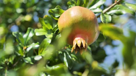 Ripe-pomegranate-fruit-on-tree-branch-behind-the-leaf-in-the-garden