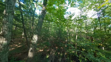 FPV-drone-flying-high-above-a-trail-but-under-the-leaves-in-a-forest-which-shows-a-stream-and-a-path