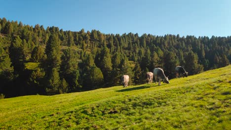 Kühe-Grasen-Bei-Sonnenuntergang-Auf-Den-Bergen-In-Den-Alpen
