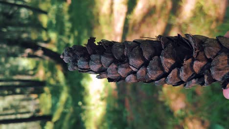 Vertical-Shot,-Person-Holding-A-Pine-Cone-In-The-Forest
