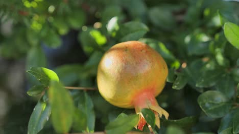 Ripe-pomegranate-fruit-on-tree-branch-in-the-garden