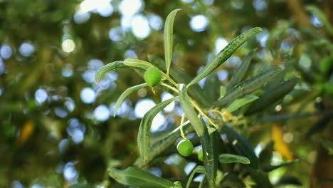 Close-up-shot-of-green-olives-on-olive-tree