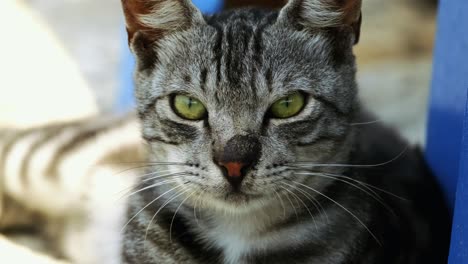 close-up-portrait-shot-of-tabby-cat-lying-on-the-street