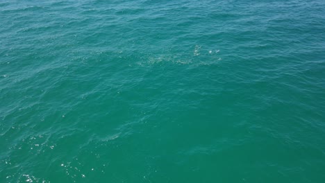 Meeresfische-Bewegen-Sich-Schnell-Auf-Der-Meeresoberfläche-In-Queensland