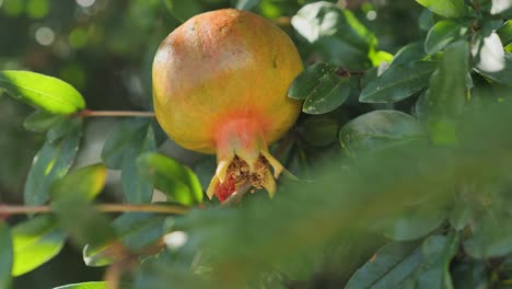Reife-Granatapfelfrucht-Auf-Ast-Im-Garten