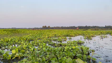 Marshlands-around-west-Bengal,-India