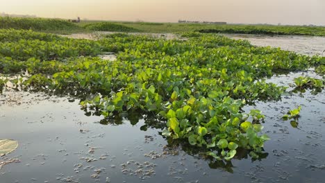 View-Of-marshland-With-Backwash-From-A-Boat-During-bortirbil-Trip-In-west-Bengal