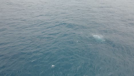 Luftaufnahme-Eines-Großen-Buckelwals,-Der-Auf-Der-Oberfläche-Des-Welligen-Meeres-In-Gold-Coast,-Australien,-Durchbricht