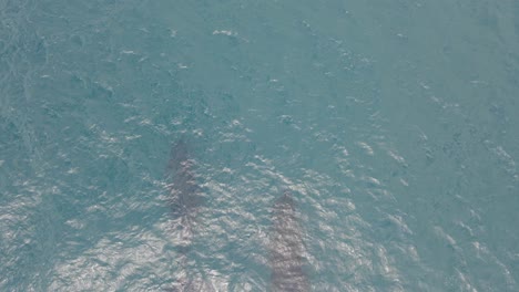 Gruppe-Von-Buckelwalen,-Die-Im-Pazifischen-Ozean-Nahe-Der-Küste-Von-Gold-Coast-In-Australien-Schwimmen