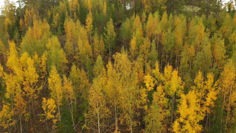 Aerial-panning-view-of-Birch-forest-on-a-slope-with-vibrant-Autumn-coloured-foliage-swaying-gently-in-the-wind