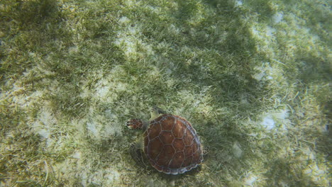 Grüne-Meeresschildkröte,-Die-Vom-Grund-Des-Ozeans-In-Der-Karibik-4k-Isst
