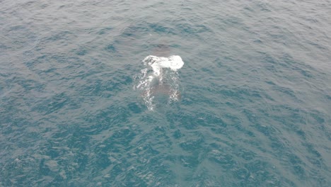 Luftaufnahme-Von-Buckelwalen-Tauchen-Auf,-Um-An-Der-Oberfläche-Zu-Atmen---Wal,-Der-Wasser-Bläst